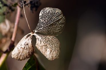 Photo représentant la démence à corps de Lewy (dcl)