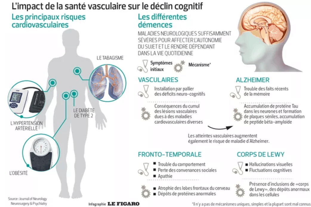 Infographie représentant l'impacte de la santé vasculaire d'une personne et son lien avec les troubles cognitifs